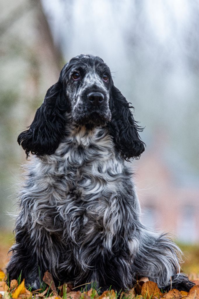 Les Cocker Spaniel Anglais de l'affixe Du Bois De La Vannerie